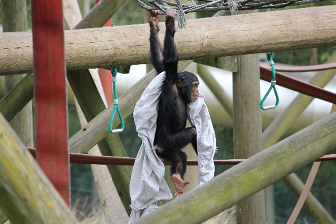CLEAN Yeovil donates used linens to Monkey World - News - CLEAN Services